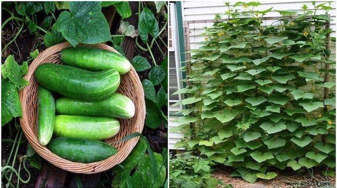 How To Grow Cucumbers Vertically For MORE In LESS Space. 