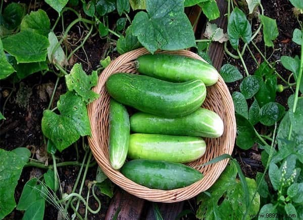 How To Grow Cucumbers Vertically For MORE In LESS Space. 