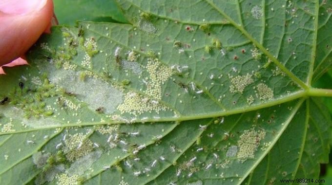 How to Get Rid of Aphids? The Tip Revealed By a Gardener. 