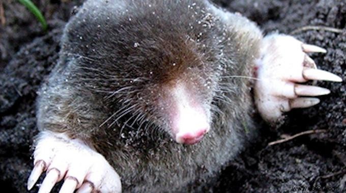 7 Effective Tips To Get Rid Of Moles WITHOUT Toxic Products. 