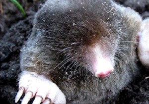 7 Effective Tips To Get Rid Of Moles WITHOUT Toxic Products. 