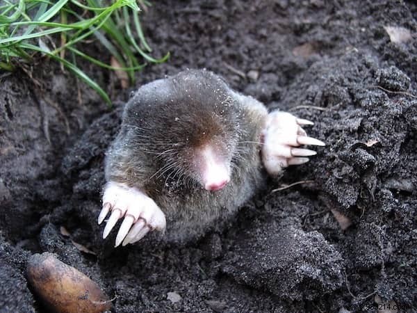 7 Effective Tips To Get Rid Of Moles WITHOUT Toxic Products. 