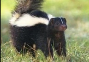 10 Simple and Effective Tips to Get Rid of Skunks. 