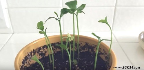 Never Need to Buy Tangerines Again! Plant Them In A Flowerpot To Have An Unlimited Supply. 