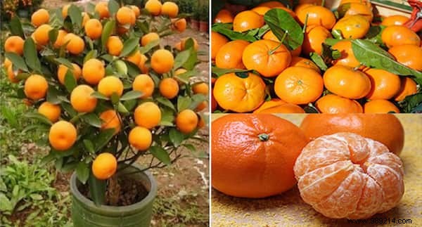 Never Need to Buy Tangerines Again! Plant Them In A Flowerpot To Have An Unlimited Supply. 