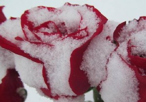 Here s How To Properly Protect Your Roses All Winter Long. 