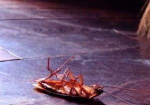 Cockroaches:9 Tips To Get Rid Of Them Forever. 