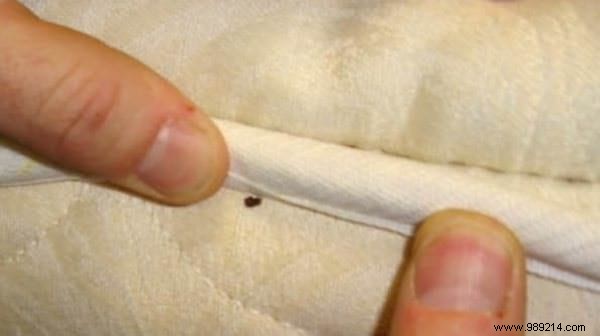 How to Get Rid of Bed Bugs at Home FAST. 