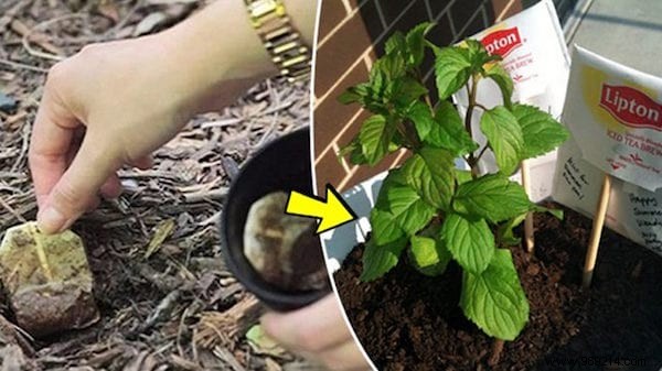 25 Amazing Ways to Reuse OLD TEABAGS. 