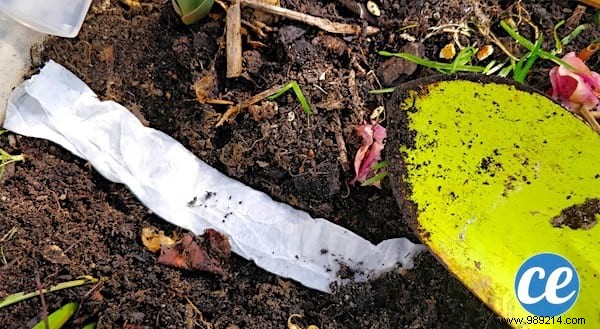 How To Make Seed Ribbon With Toilet Paper (Easy And Cheap). 