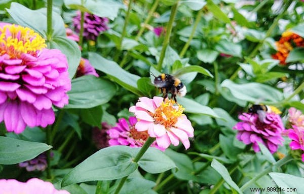 Why You Should ALWAYS Plant Flowers In Your Vegetable Garden. 