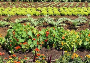 Why You Should ALWAYS Plant Flowers In Your Vegetable Garden. 