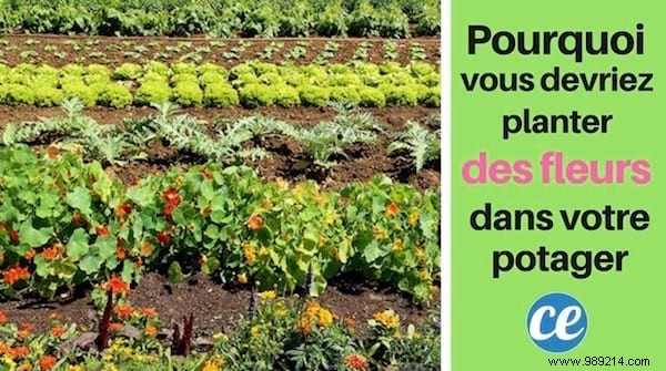 Why You Should ALWAYS Plant Flowers In Your Vegetable Garden. 