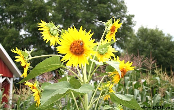 Why You Should ALWAYS Plant Flowers In Your Vegetable Garden. 