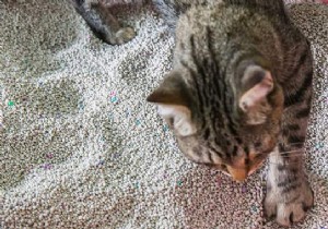 Tired of Litter Box Smells? Use This Trick To Get Rid Of It Once And For All. 