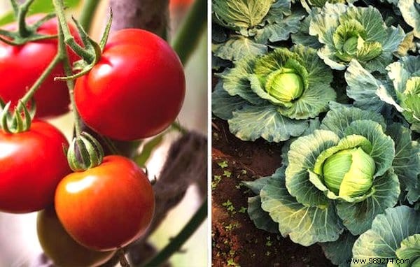 26 Plants You Should ALWAYS Grow SIDE BY SIDE. 