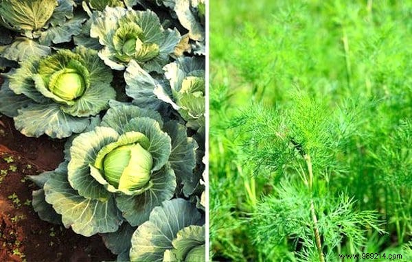 26 Plants You Should ALWAYS Grow SIDE BY SIDE. 