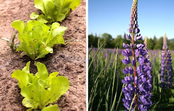 26 Plants You Should ALWAYS Grow SIDE BY SIDE. 