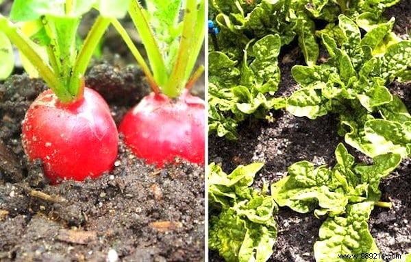 26 Plants You Should ALWAYS Grow SIDE BY SIDE. 