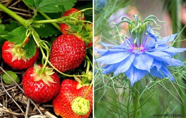 26 Plants You Should ALWAYS Grow SIDE BY SIDE. 