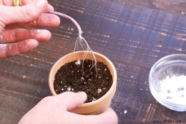 9 Amazing Uses for Talc in the Garden. 