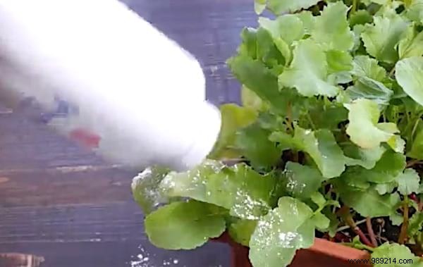 9 Amazing Uses for Talc in the Garden. 