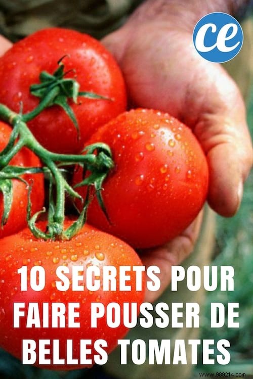 10 Gardening Secrets To Grow Beautiful And Big Tomatoes Easily. 