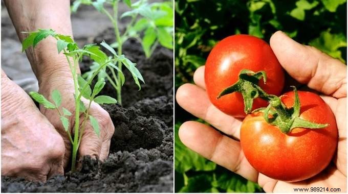 10 Gardening Secrets To Grow Beautiful And Big Tomatoes Easily. 