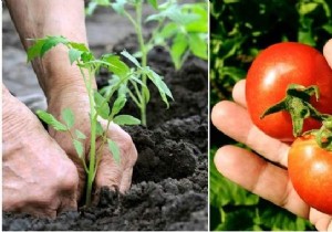 10 Gardening Secrets To Grow Beautiful And Big Tomatoes Easily. 