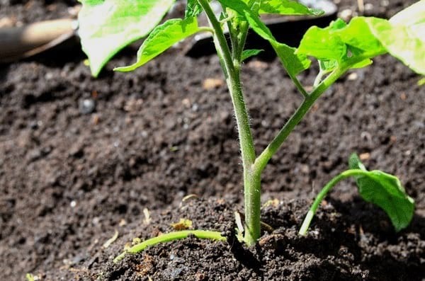 10 Gardening Secrets To Grow Beautiful And Big Tomatoes Easily. 