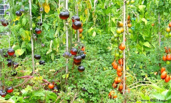 10 Gardening Secrets To Grow Beautiful And Big Tomatoes Easily. 