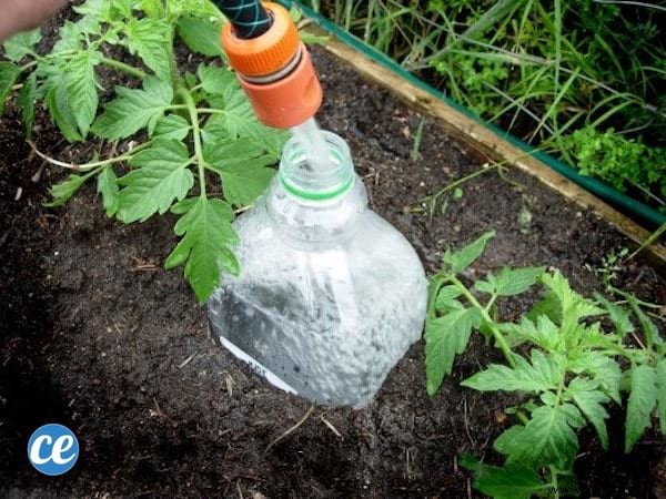 10 Gardening Secrets To Grow Beautiful And Big Tomatoes Easily. 