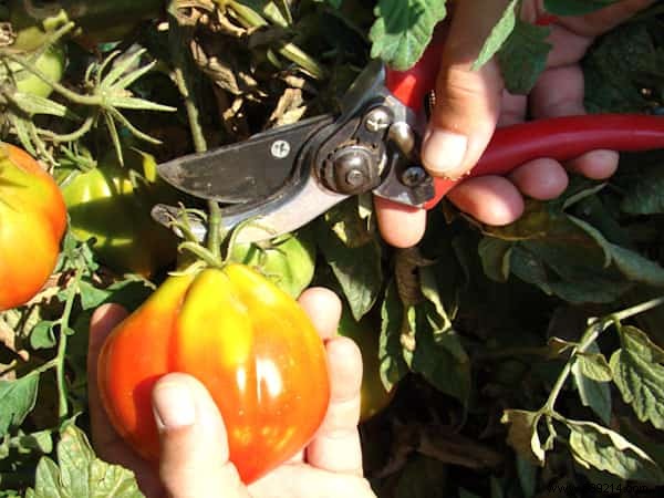 10 Gardening Secrets To Grow Beautiful And Big Tomatoes Easily. 