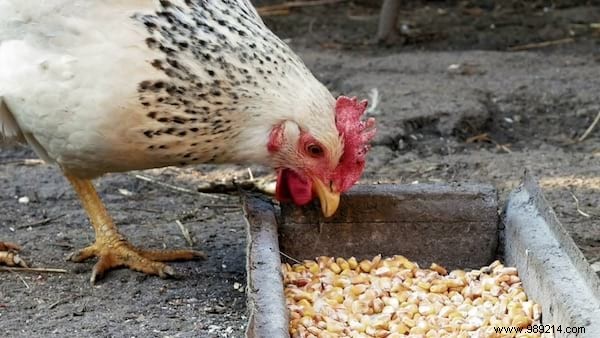 My First Chicken Coop:The Easy Guide For Beginners. 