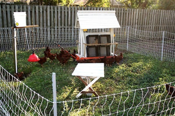 My First Chicken Coop:The Easy Guide For Beginners. 