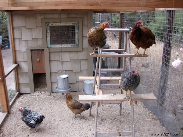 My First Chicken Coop:The Easy Guide For Beginners. 