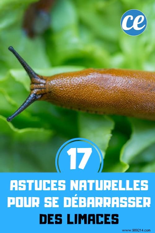 17 Natural Tricks To Get Rid Of Slugs Fast. 