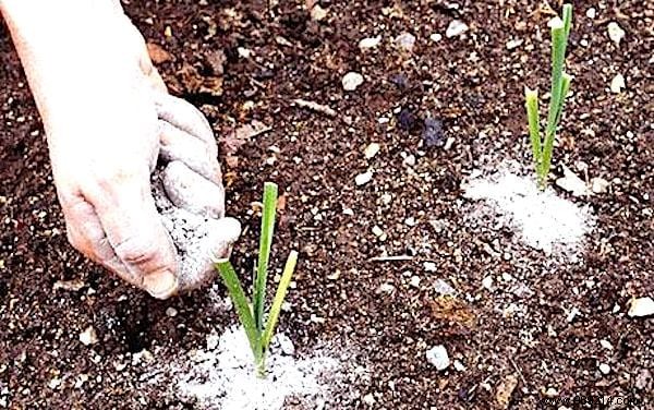 17 Natural Tricks To Get Rid Of Slugs Fast. 