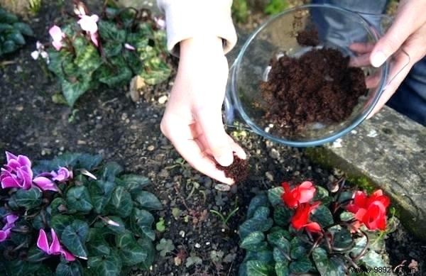 Don t Throw Away Coffee Grounds! 10 Amazing Ways To Use It In Your Garden. 