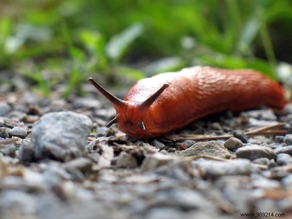 Don t Throw Away Coffee Grounds! 10 Amazing Ways To Use It In Your Garden. 