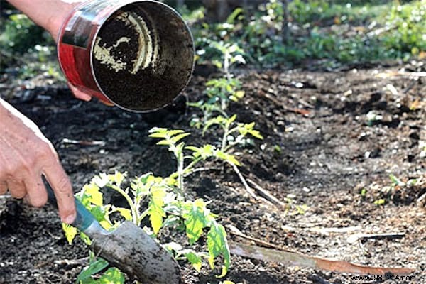 Don t Throw Away Coffee Grounds! 10 Amazing Ways To Use It In Your Garden. 