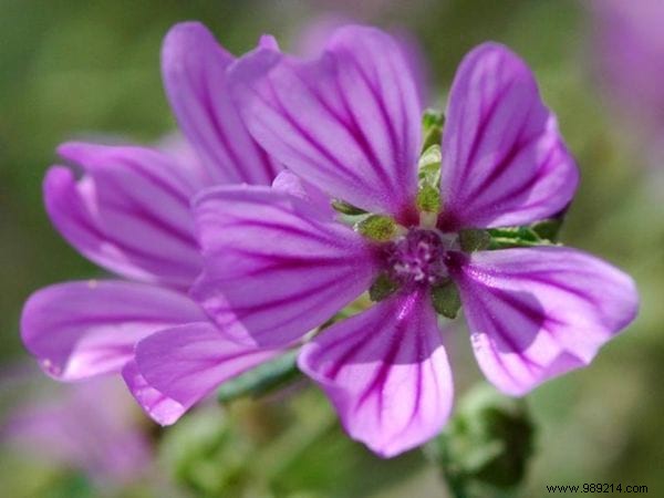 Create Your Magical Garden With These 11 Plants That Only Bloom At Night. 