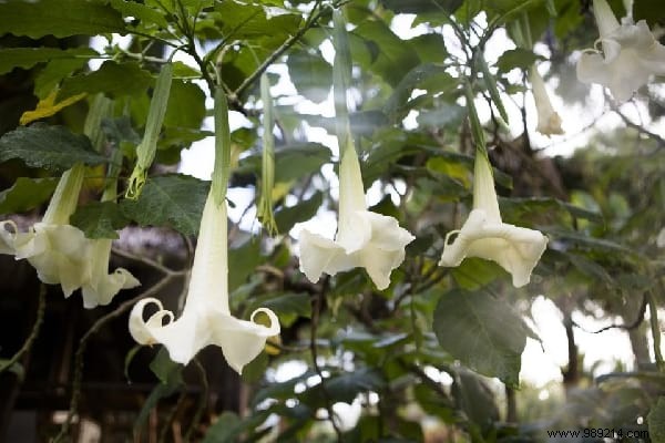 Create Your Magical Garden With These 11 Plants That Only Bloom At Night. 