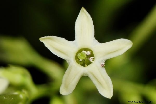 Create Your Magical Garden With These 11 Plants That Only Bloom At Night. 