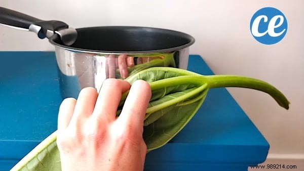 What To Do With Rhubarb Leaves? 2 Uses Everyone Should Know. 