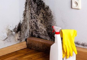 How to Eliminate Mold WITHOUT Chemicals. 