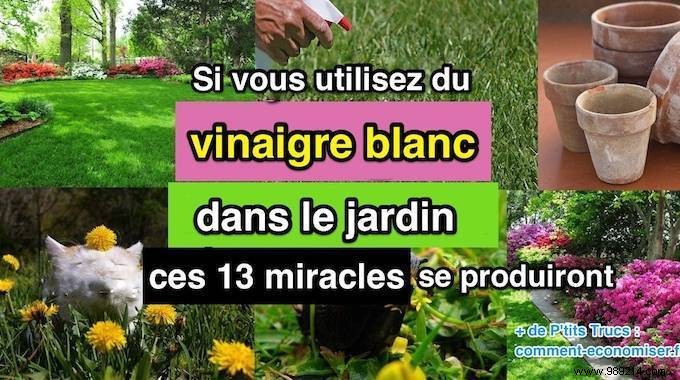 If You Use White Vinegar In The Garden, These 13 Miracles Will Happen. 