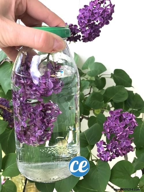 How To Flavor White Vinegar For Quil SMELLS GOOD LILAC. 