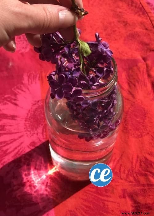 How To Flavor White Vinegar For Quil SMELLS GOOD LILAC. 