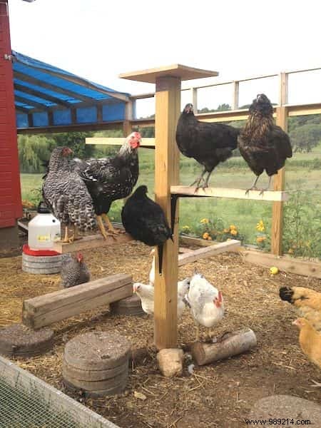 10 Tips For Your Chicken Coop That Your Hens Will Love! 